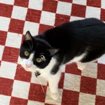 Thumbnail photo of Engee #1