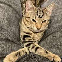 Thumbnail photo of Nugget #2