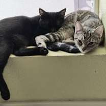 Thumbnail photo of Dot (bonded with Nugget) #2