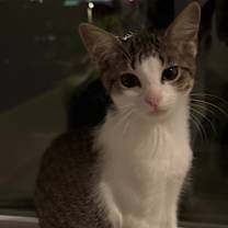 Thumbnail photo of Solana #1