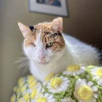 Thumbnail photo of Rosie Mountain #1