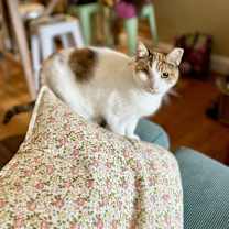 Thumbnail photo of Rosie Mountain #2