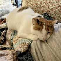 Thumbnail photo of Rosie Mountain #4