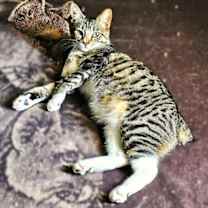 Thumbnail photo of Mimi #1