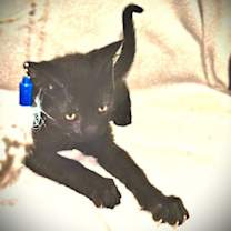 Thumbnail photo of Draco #1