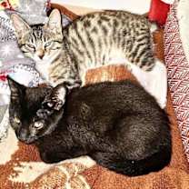 Thumbnail photo of Draco #2