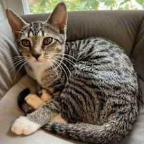 Thumbnail photo of KITTEN DOTTIE #2