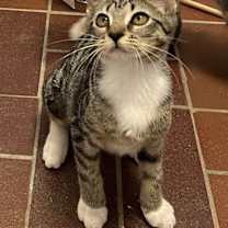 Thumbnail photo of KITTEN DOTTIE #1