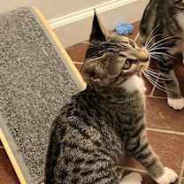 Thumbnail photo of KITTEN DOTTIE #3