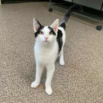 Thumbnail photo of Arnold #1