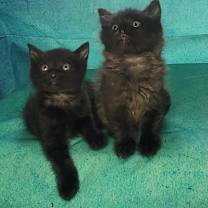 Thumbnail photo of Hunter #3