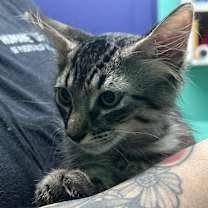 Thumbnail photo of Miko #2