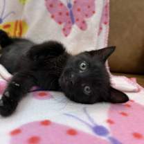 Thumbnail photo of Midnight Arcangel #1