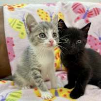 Thumbnail photo of Midnight Arcangel #2