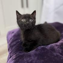 Thumbnail photo of Midnight Arcangel #3