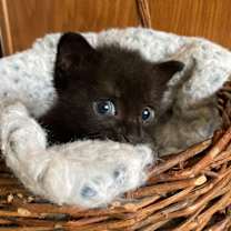 Thumbnail photo of Midnight Arcangel #4