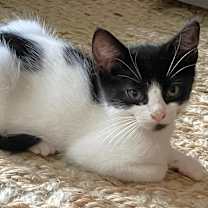 Thumbnail photo of Oregano #3