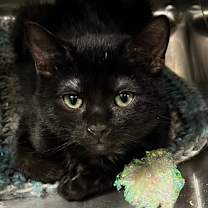 Thumbnail photo of Jet (BONDED PAIR) #2