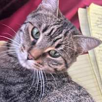 Thumbnail photo of Kira #4