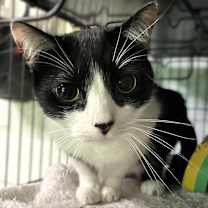 Thumbnail photo of BASHFUL BABU #3