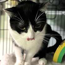 Thumbnail photo of BASHFUL BABU #4