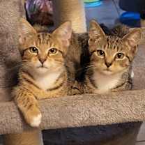 Thumbnail photo of Mckinley #2