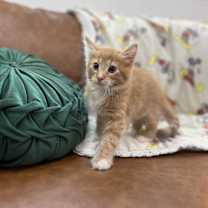 Thumbnail photo of Jinglebell Beautiful #1