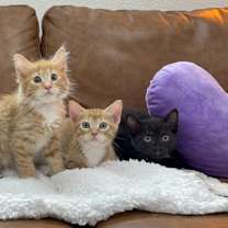 Thumbnail photo of Bluebell Beautiful #4