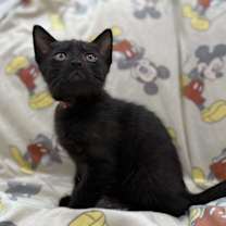 Thumbnail photo of Coral Bell Beautiful #1