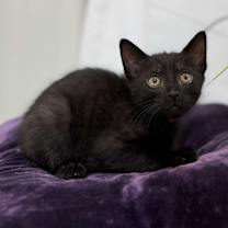 Thumbnail photo of Coral Bell Beautiful #2