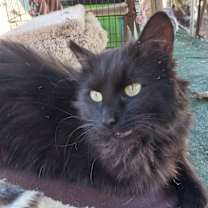 Thumbnail photo of Pumpkin #1