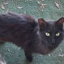 Thumbnail photo of Pumpkin #2