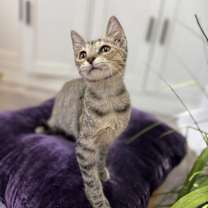 Thumbnail photo of Gummy Bear Candy #2