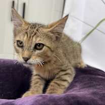 Thumbnail photo of Gummy Bear Candy #3