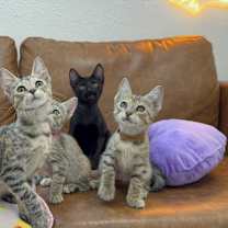 Thumbnail photo of Gummy Bear Candy #4