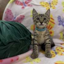 Thumbnail photo of Jolly Rancher Candy #1