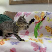 Thumbnail photo of Kitty Kat Candy Olivares #2