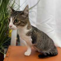 Thumbnail photo of Marseline #2