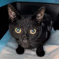 Thumbnail photo of Nacho #2