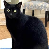 Thumbnail photo of Macho #1