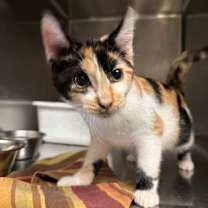 Thumbnail photo of Hippie #1