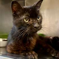 Thumbnail photo of Sparkles #2