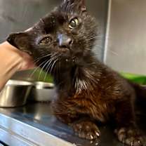 Thumbnail photo of Sparkles #3