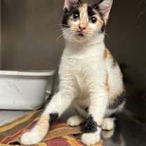 Thumbnail photo of Hippie #3