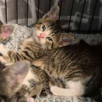 Thumbnail photo of Refund #3