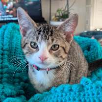 Thumbnail photo of Refund #4