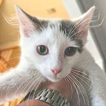 Thumbnail photo of Bellatrix #1