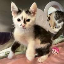 Thumbnail photo of Rosalino  #4