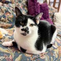 Thumbnail photo of Tito #1