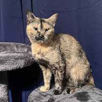 Thumbnail photo of Ziva #3